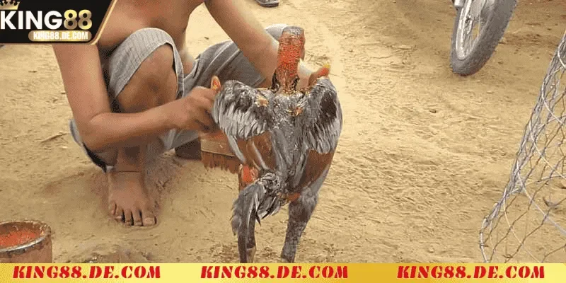 Vào Nghệ Cho Gà Chọi King88 - Cách Tăng Sức Mạnh Chiến Kê Các bước vào nghệ cho gà chọi