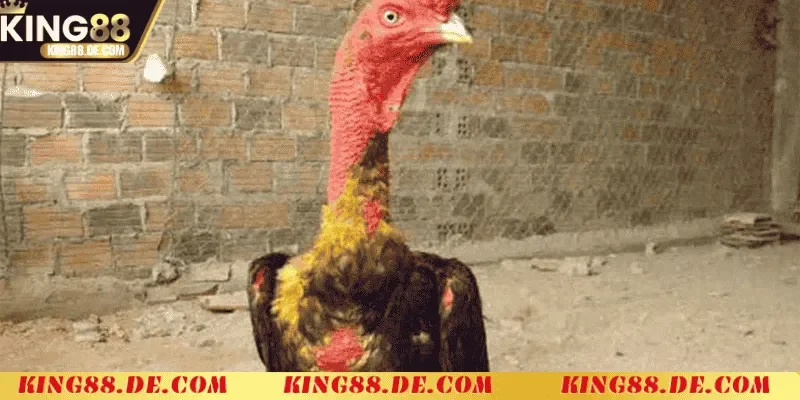 Vào Nghệ Cho Gà Chọi King88 - Cách Tăng Sức Mạnh Chiến Kê nguyen lieu can thiet de vao nghe cho ga choi