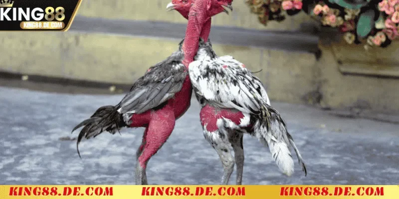 Vào Nghệ Cho Gà Chọi King88 - Cách Tăng Sức Mạnh Chiến Kê Tác dụng của việc vào nghệ cho gà chọi